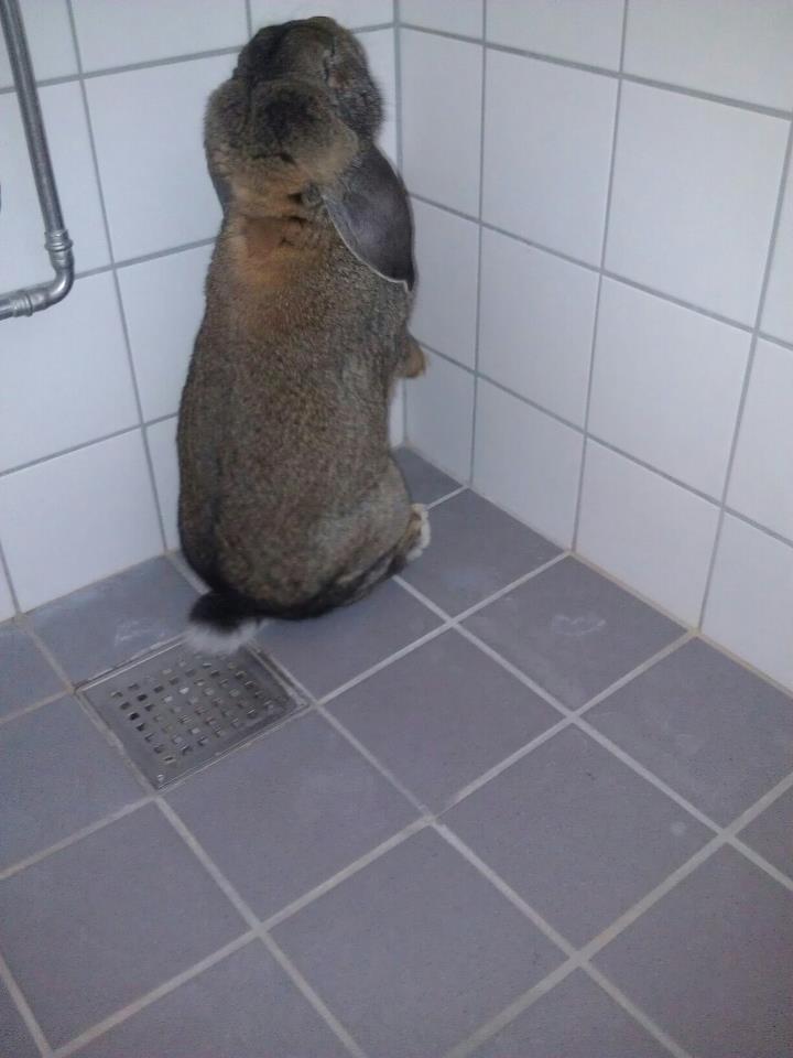 Kanin Mundo Fransk vædder - Mor, hvad er det her? billede 21