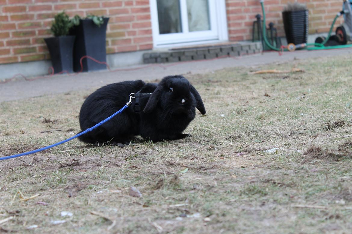 Kanin Wraae's Raiders Of The Lost Ark billede 2