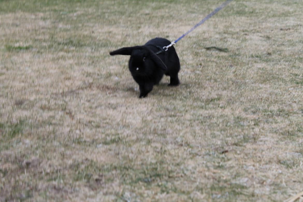 Kanin Wraae's Raiders Of The Lost Ark billede 3