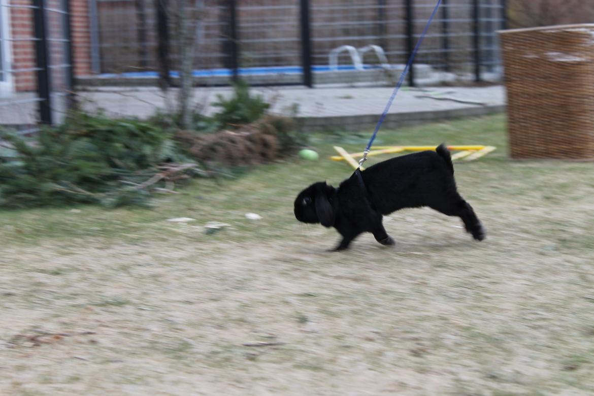 Kanin Wraae's Raiders Of The Lost Ark billede 4