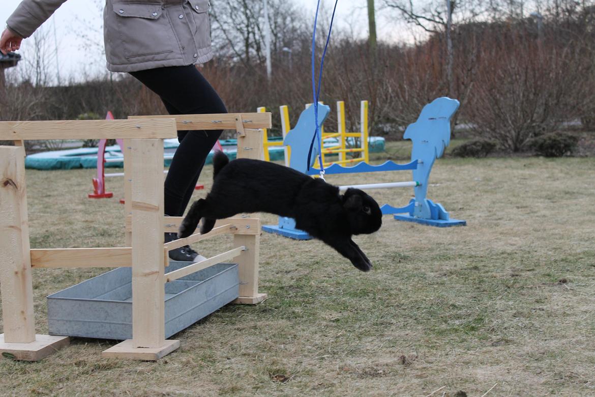 Kanin Wraae's Raiders Of The Lost Ark billede 5