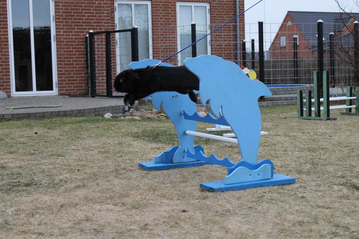 Kanin Wraae's Raiders Of The Lost Ark billede 1