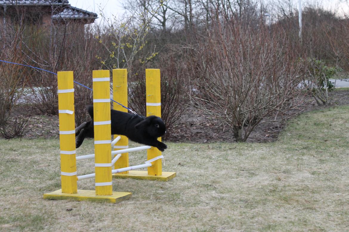 Kanin Wraae's Raiders Of The Lost Ark billede 6