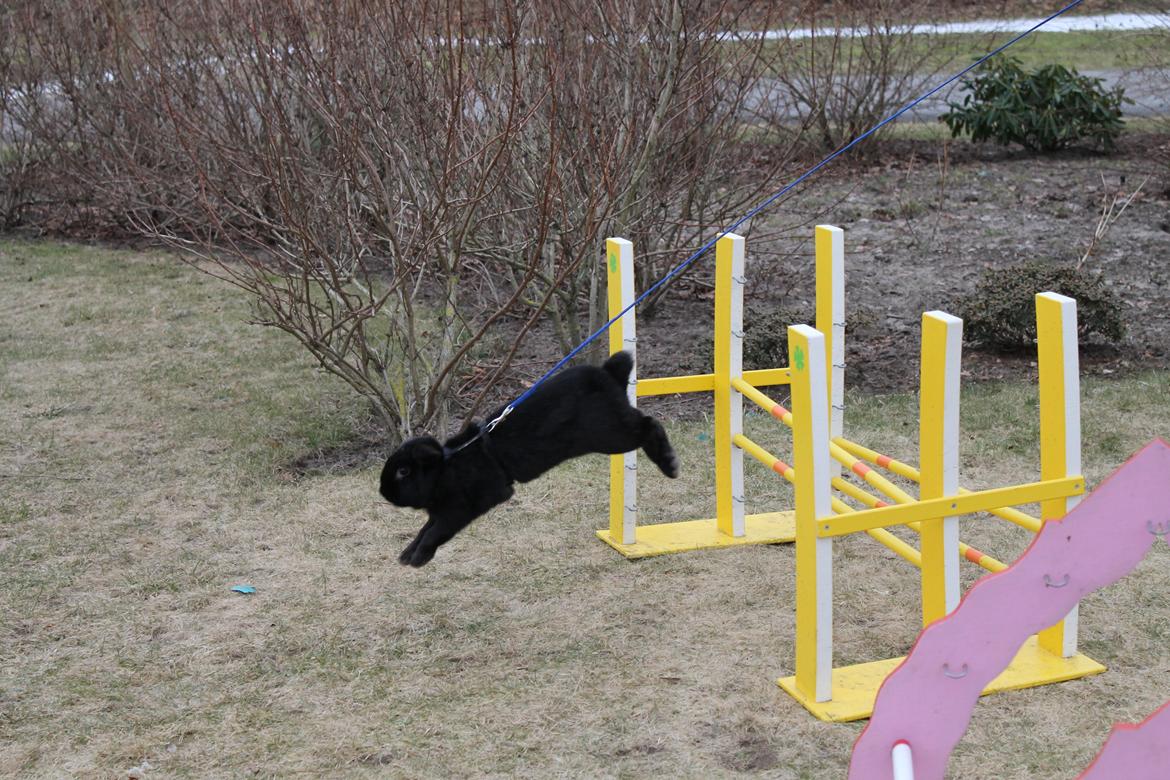 Kanin Wraae's Raiders Of The Lost Ark billede 8