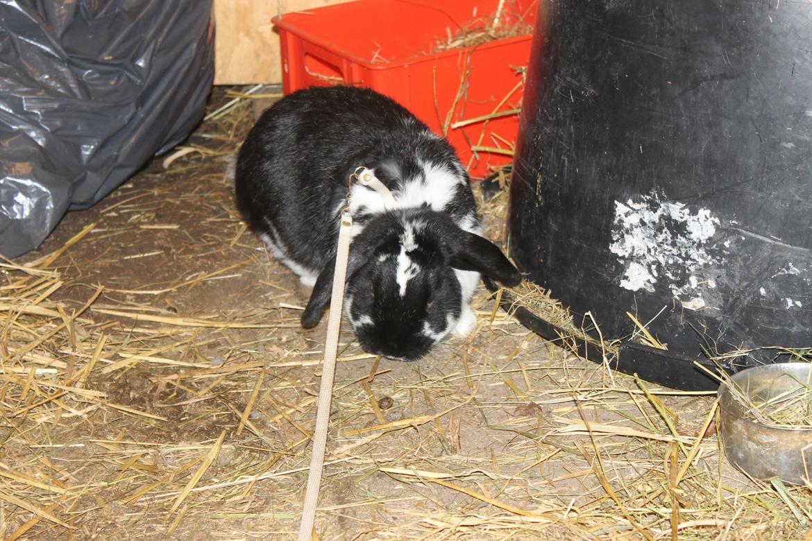 Kanin Bellas Someone In The Dark af Levade billede 3