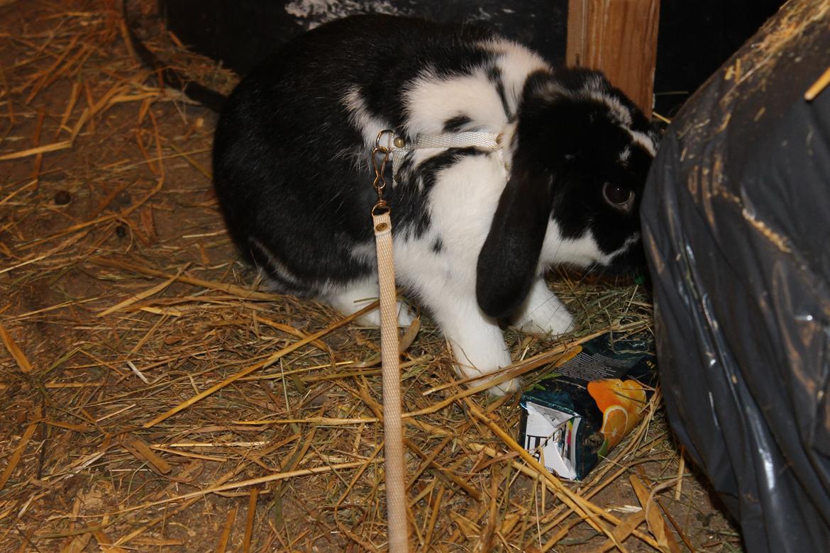 Kanin Bellas Someone In The Dark af Levade billede 4