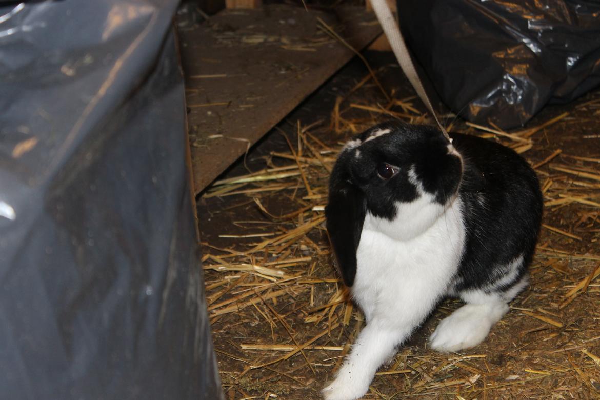 Kanin Bellas Someone In The Dark af Levade billede 5