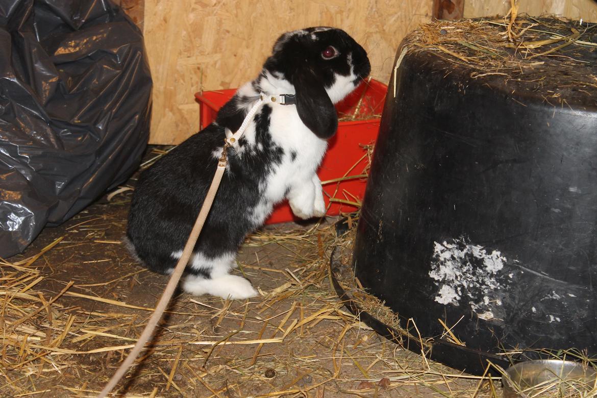 Kanin Bellas Someone In The Dark af Levade billede 6