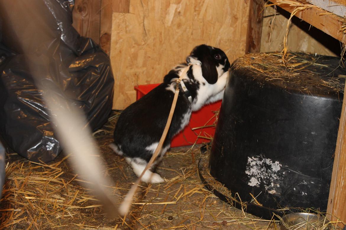 Kanin Bellas Someone In The Dark af Levade billede 7