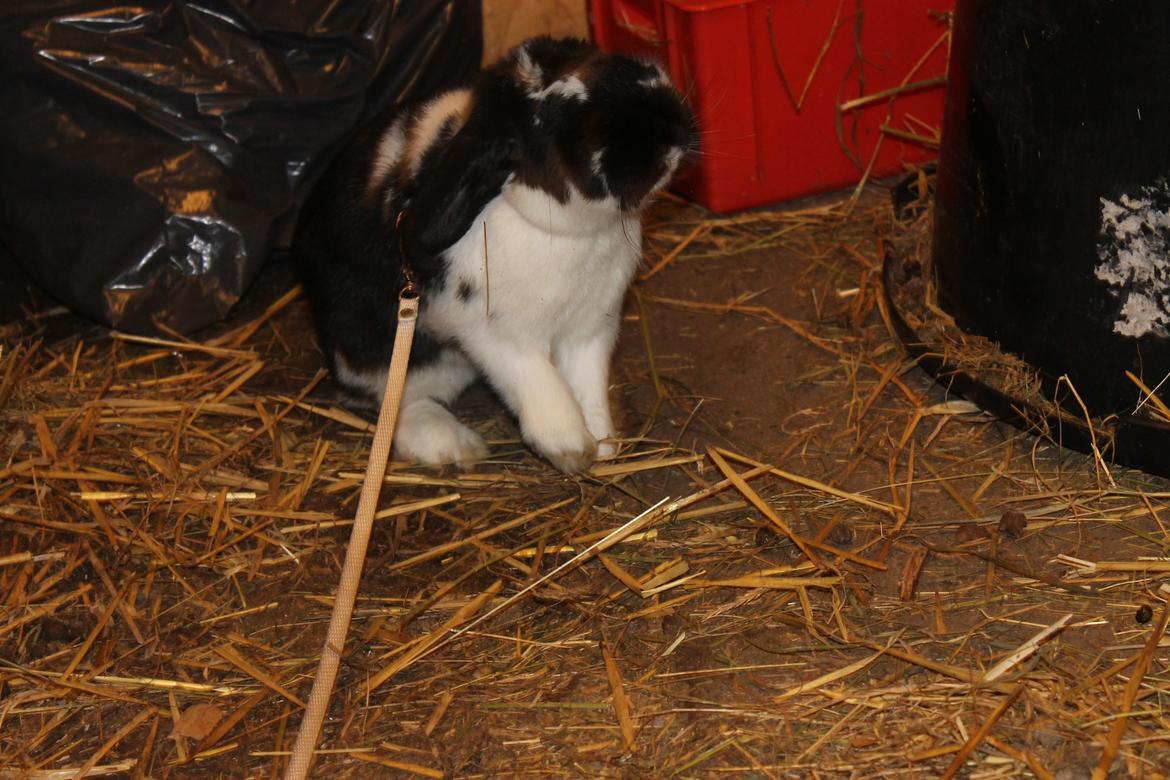 Kanin Bellas Someone In The Dark af Levade billede 8