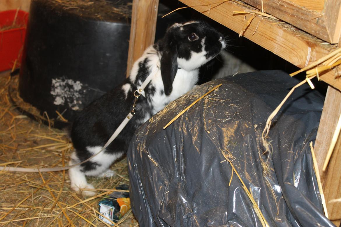 Kanin Bellas Someone In The Dark af Levade billede 9