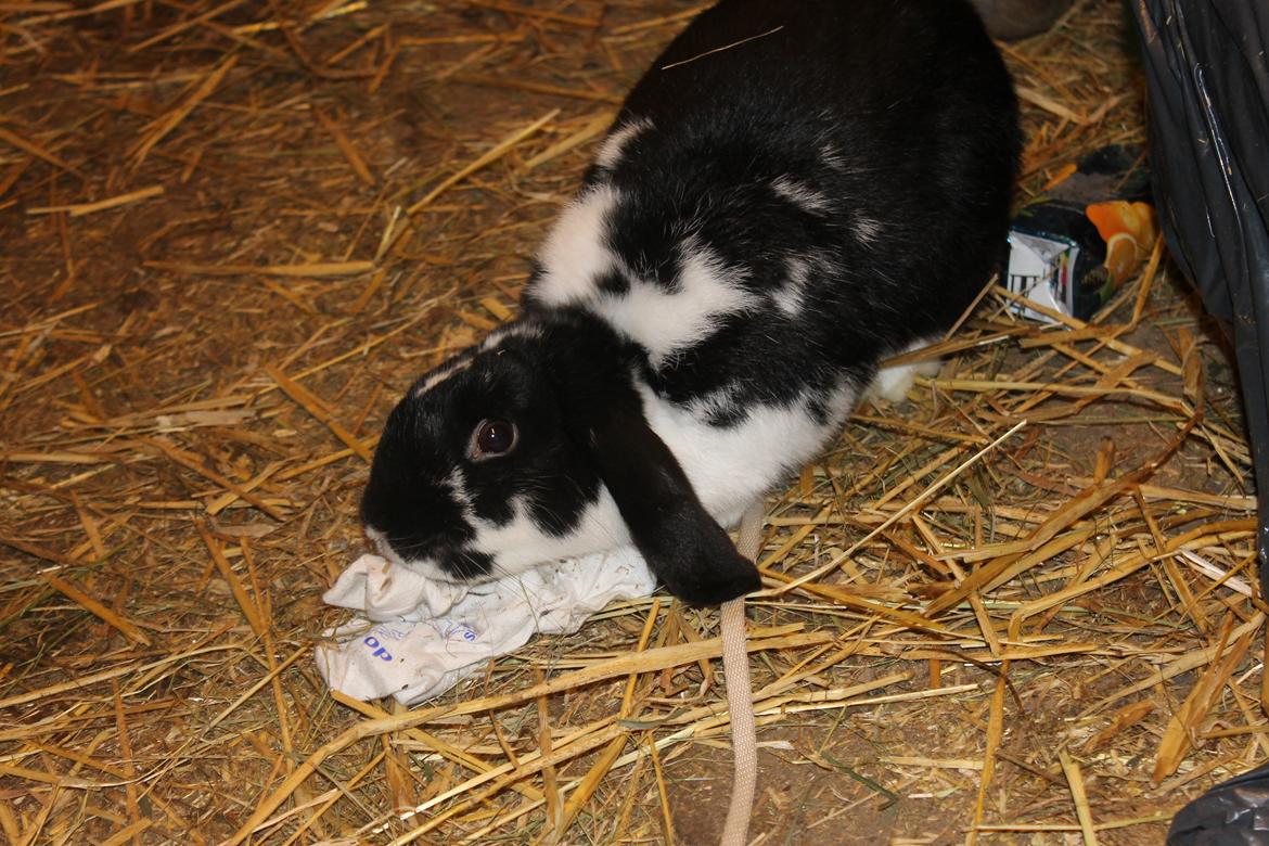 Kanin Bellas Someone In The Dark af Levade billede 10