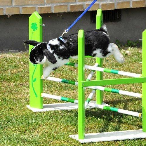 Kanin Bellas Someone In The Dark af Levade billede 1