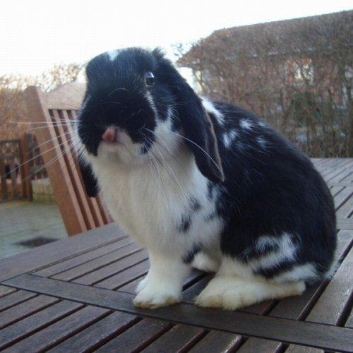 Kanin Bellas Someone In The Dark af Levade billede 2