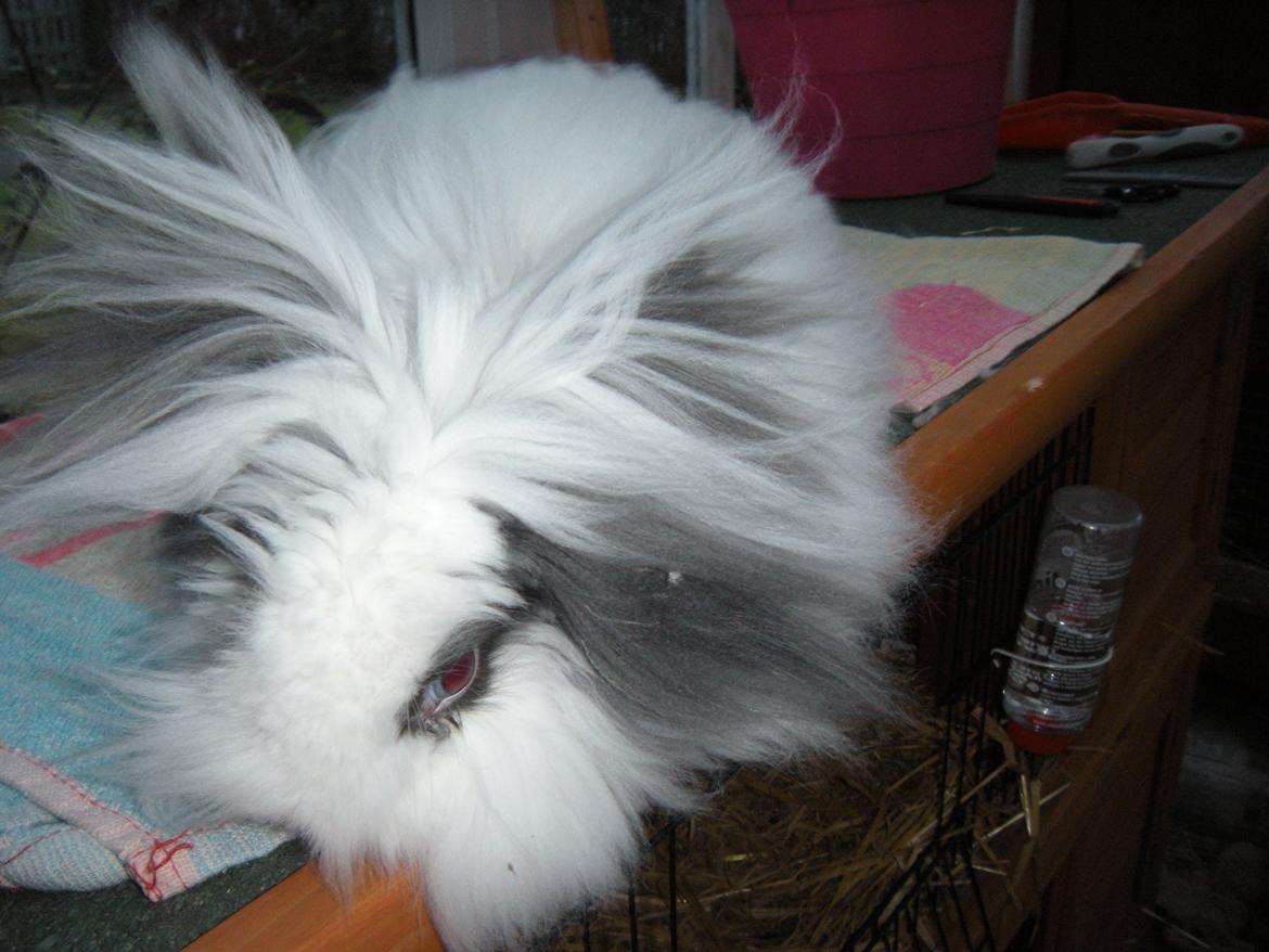 Kanin lykke´s Lille sørøver sally billede 12