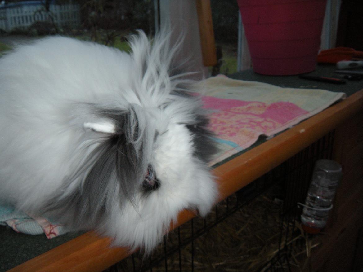 Kanin lykke´s Lille sørøver sally billede 13