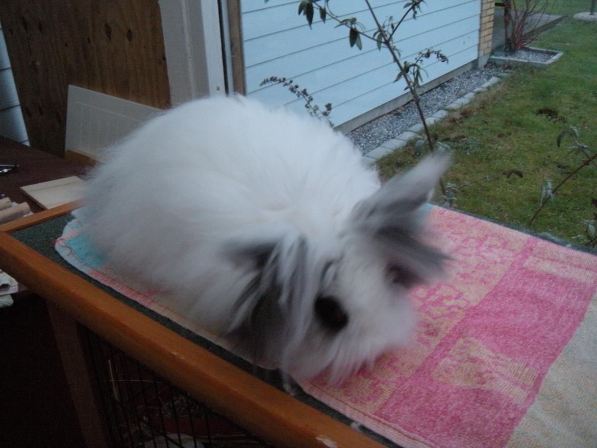 Kanin lykke´s Lille sørøver sally billede 14