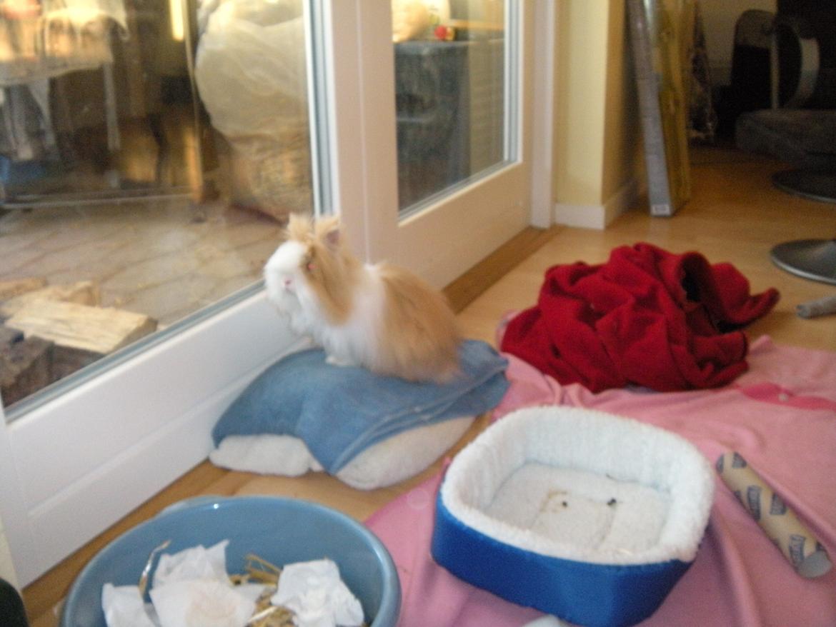 Kanin lykke´s Peanut #min lille rotte# billede 8