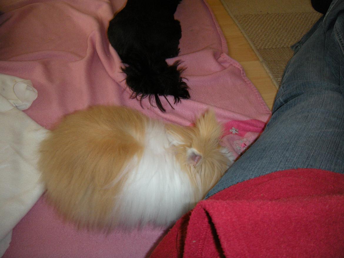 Kanin lykke´s Peanut #min lille rotte# billede 10