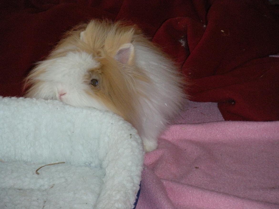 Kanin lykke´s Peanut #min lille rotte# billede 11