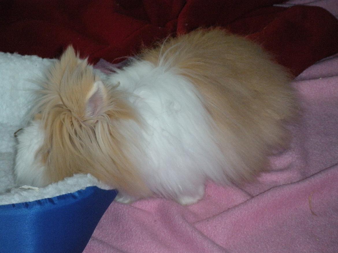 Kanin lykke´s Peanut #min lille rotte# billede 12