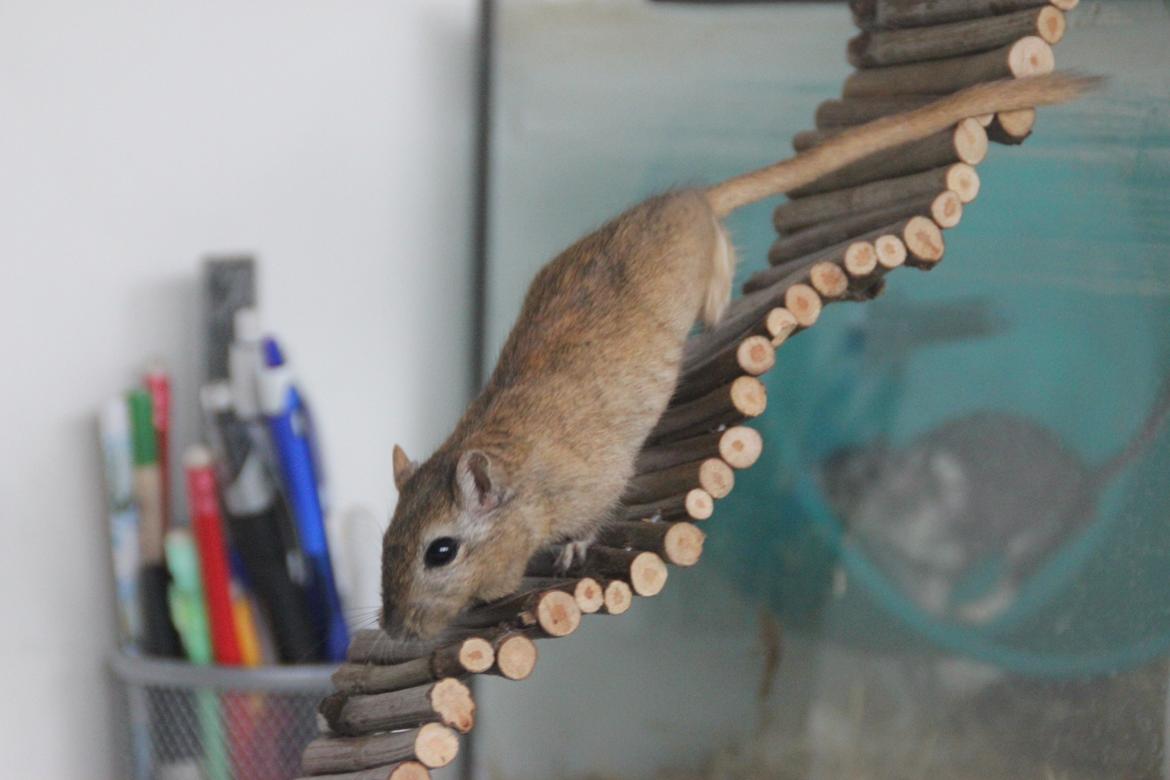 Ørkenrotte Chap billede 15