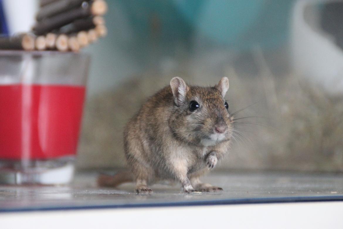 Ørkenrotte Chap billede 16