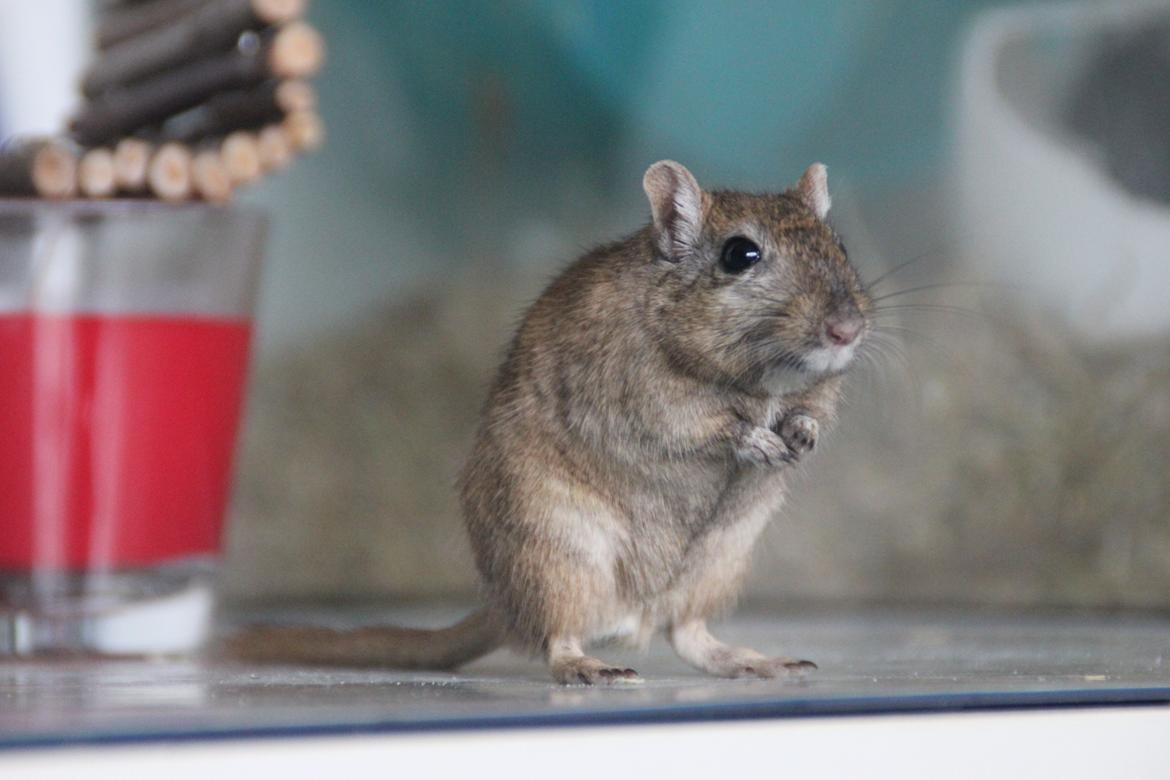 Ørkenrotte Chap billede 17