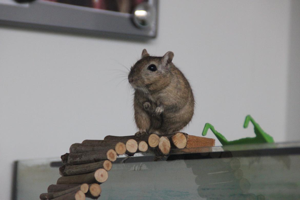 Ørkenrotte Chap billede 18