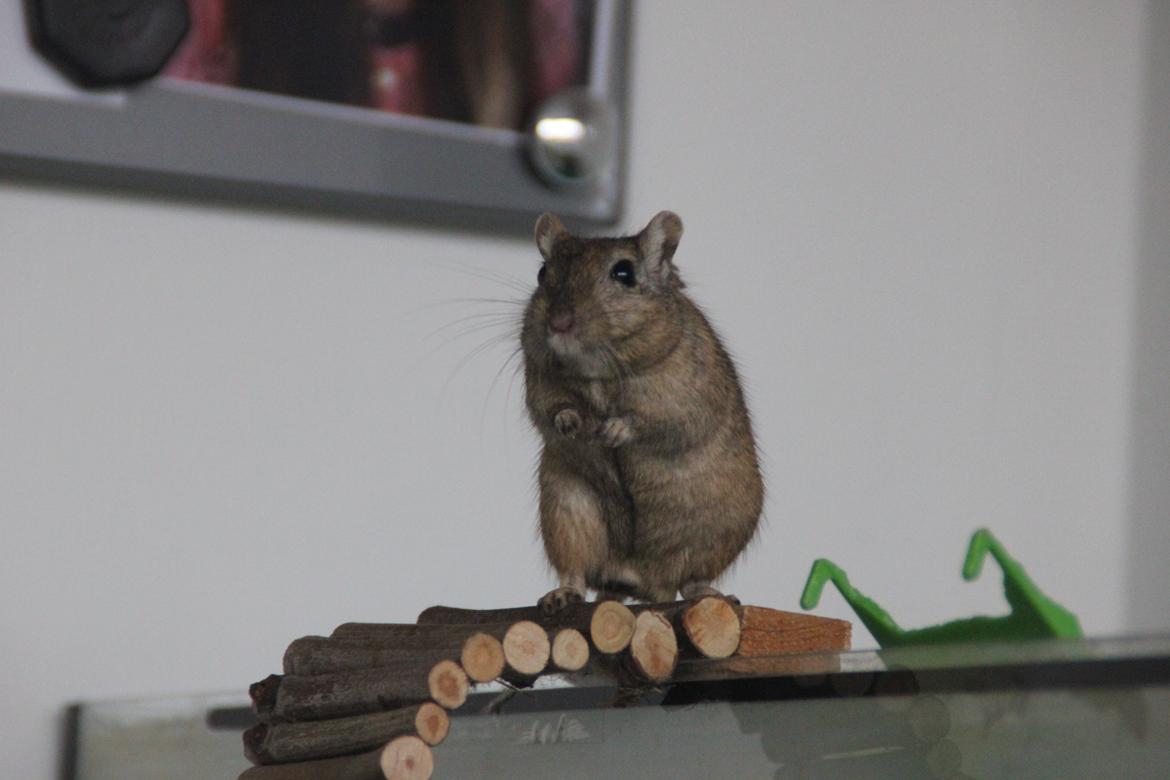 Ørkenrotte Chap billede 19