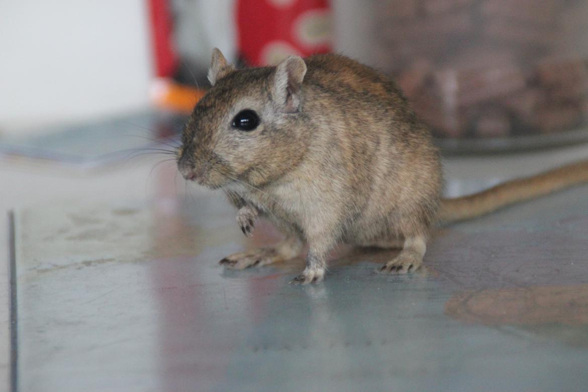 Ørkenrotte Chap billede 20