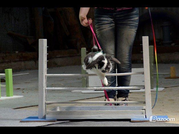 Kanin Pedro - Middelsvær hop, 2011.
Rigtig træls billed, da han falder i ét med baggrunden og springet, pga farverne :-( billede 5