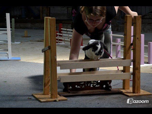 Kanin Pedro - Middelsvær hop, 2012.  billede 2