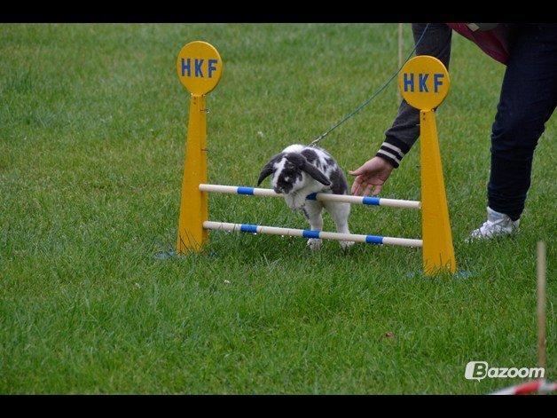 Kanin Pedro - Let lige, Hjemstavnsgården 2012. billede 4