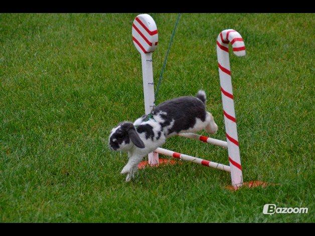 Kanin Pedro billede 7