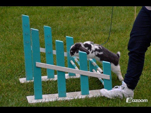 Kanin Pedro billede 9