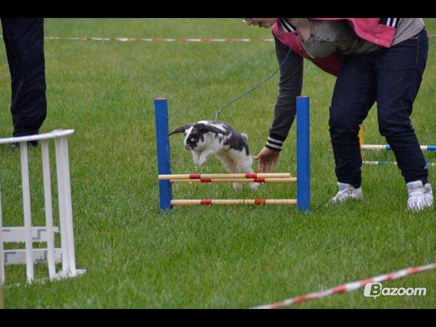 Kanin Pedro billede 11