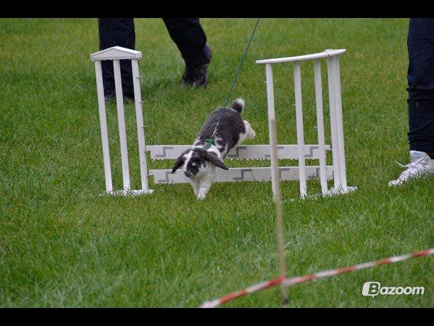 Kanin Pedro billede 13