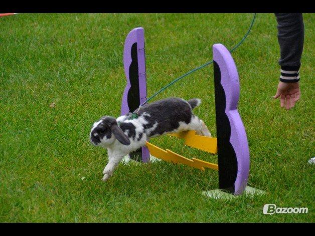 Kanin Pedro - Hoppe, det kan han ihvertfald.♥♥
Hjemstavnsgården 2012. billede 14