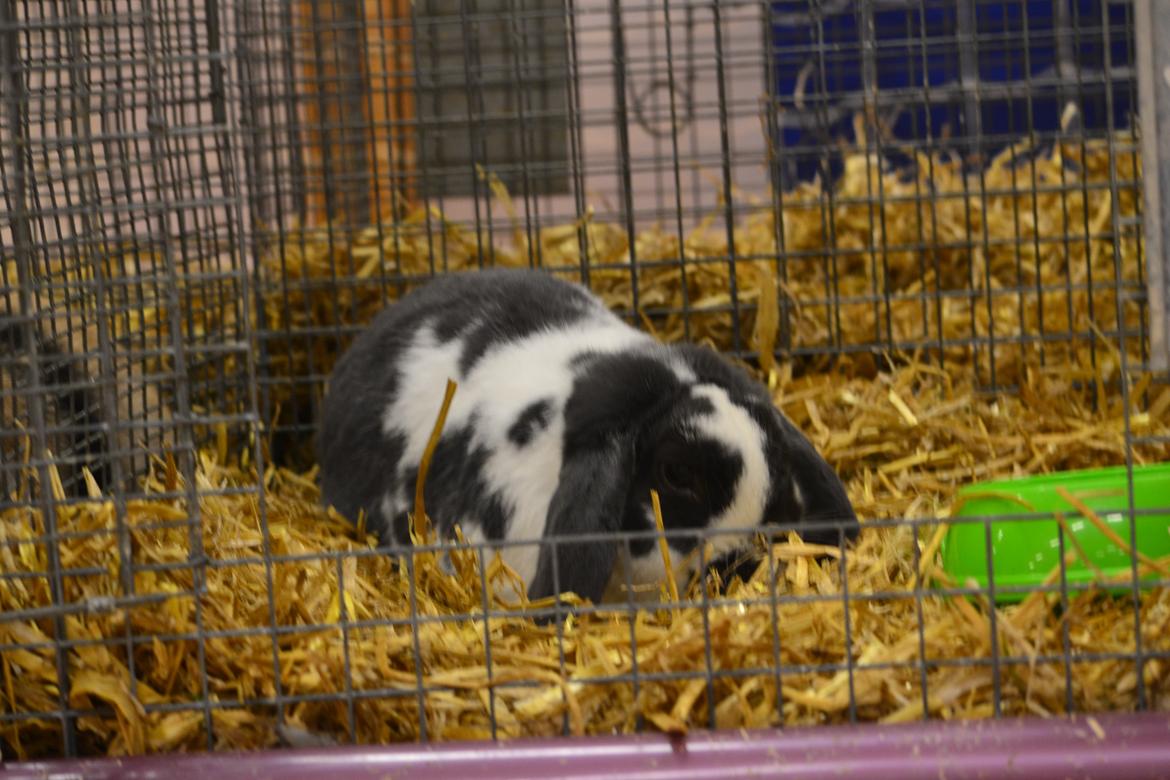 Kanin Pedro - Nustrup 2012. billede 8