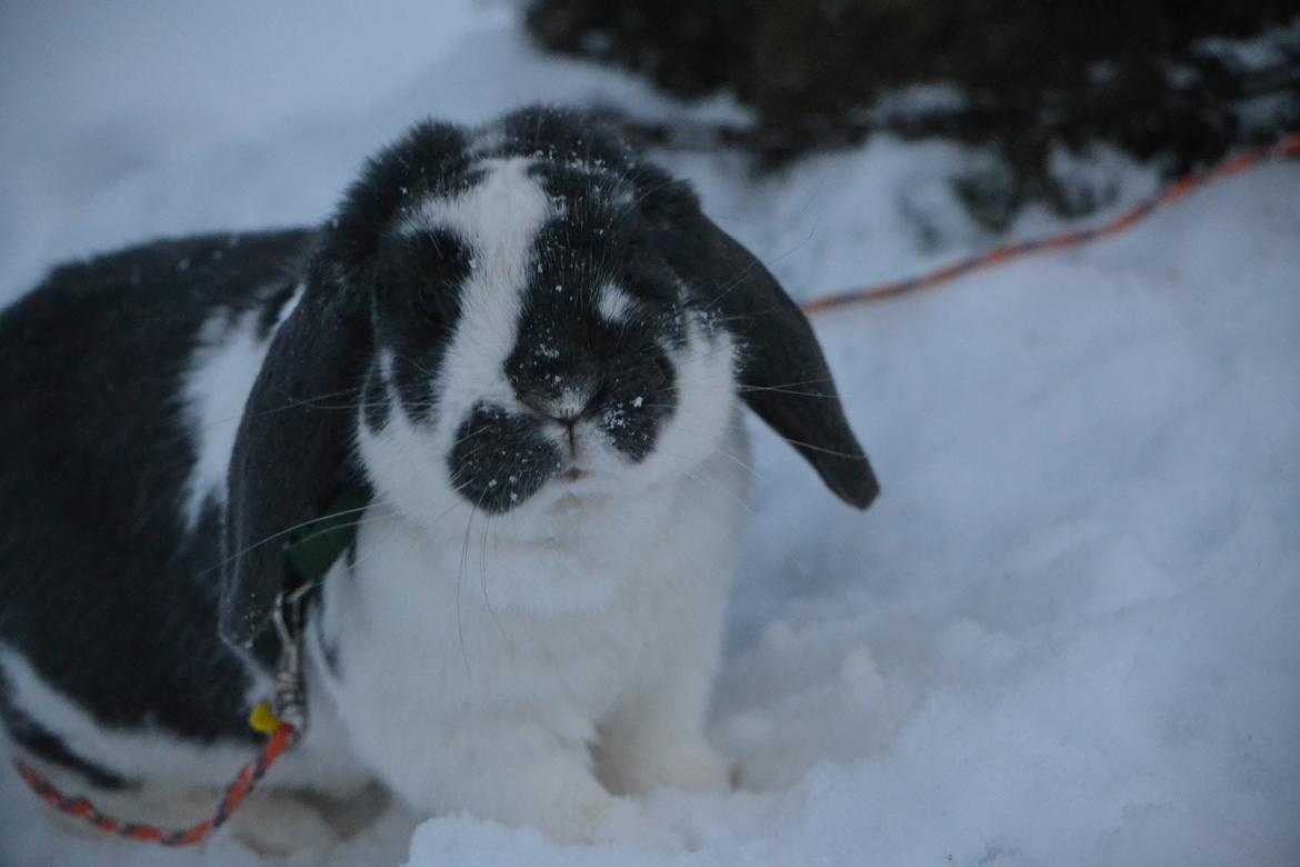 Kanin Pedro - Min bamse dreng ♥ billede 10