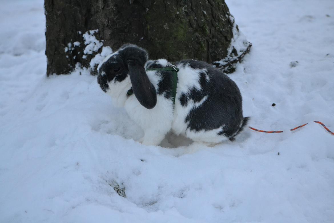 Kanin Pedro billede 12