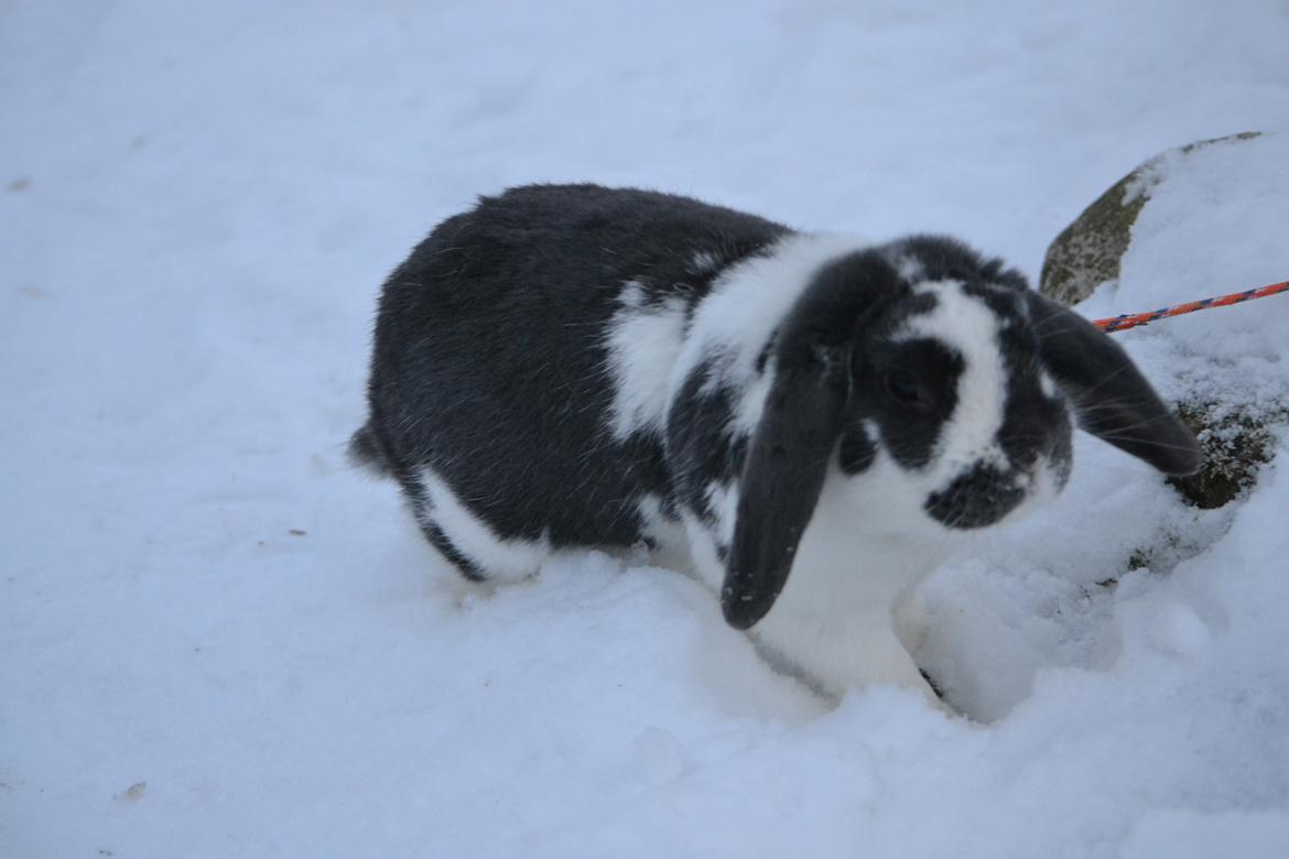 Kanin Pedro billede 6