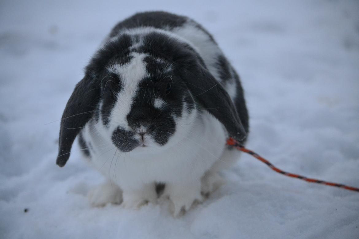 Kanin Pedro - Haaj Liva! :-D billede 16