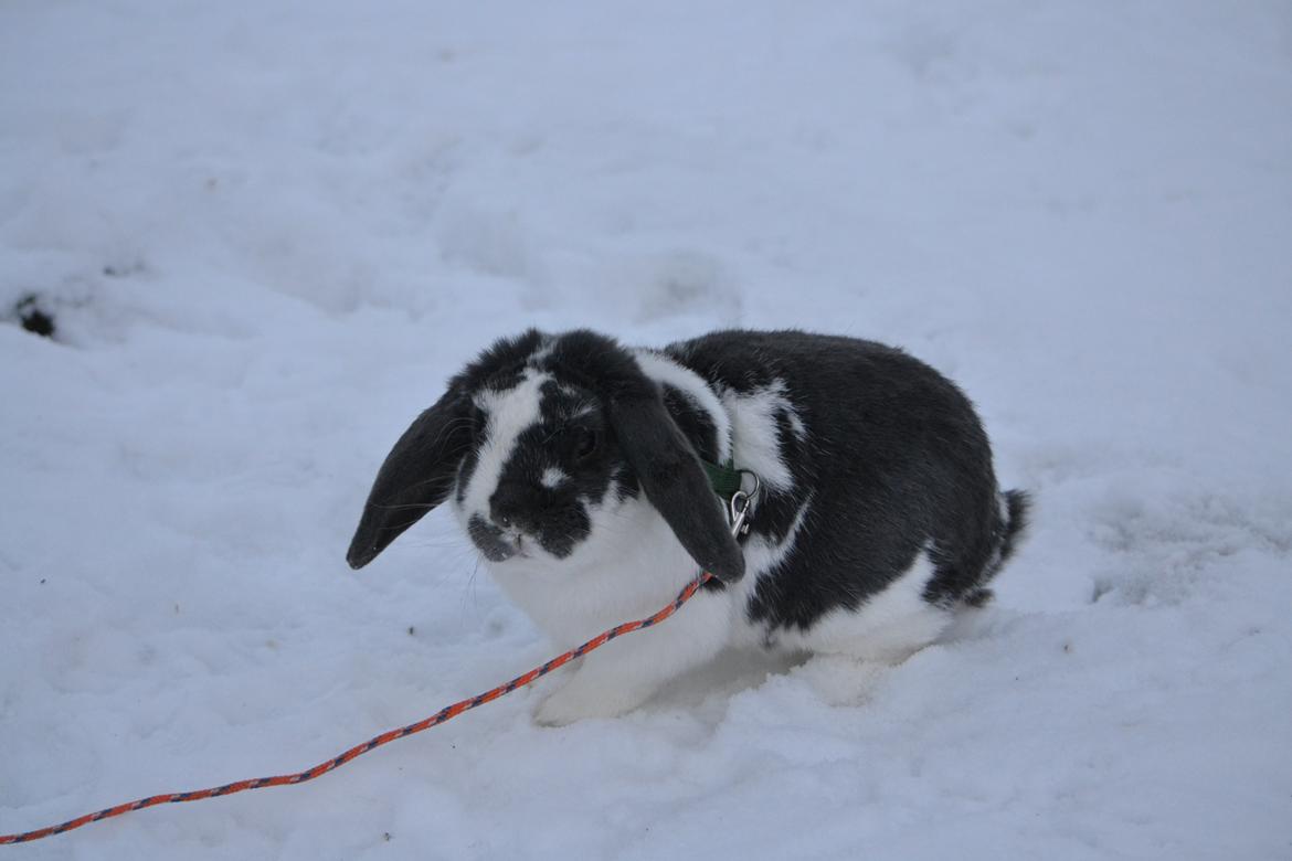 Kanin Pedro - ,, Pedro er en sort fisk.. og en deejlig fyyyyr!" - Ditte Jensen, han er blå kappe! ♥ billede 17