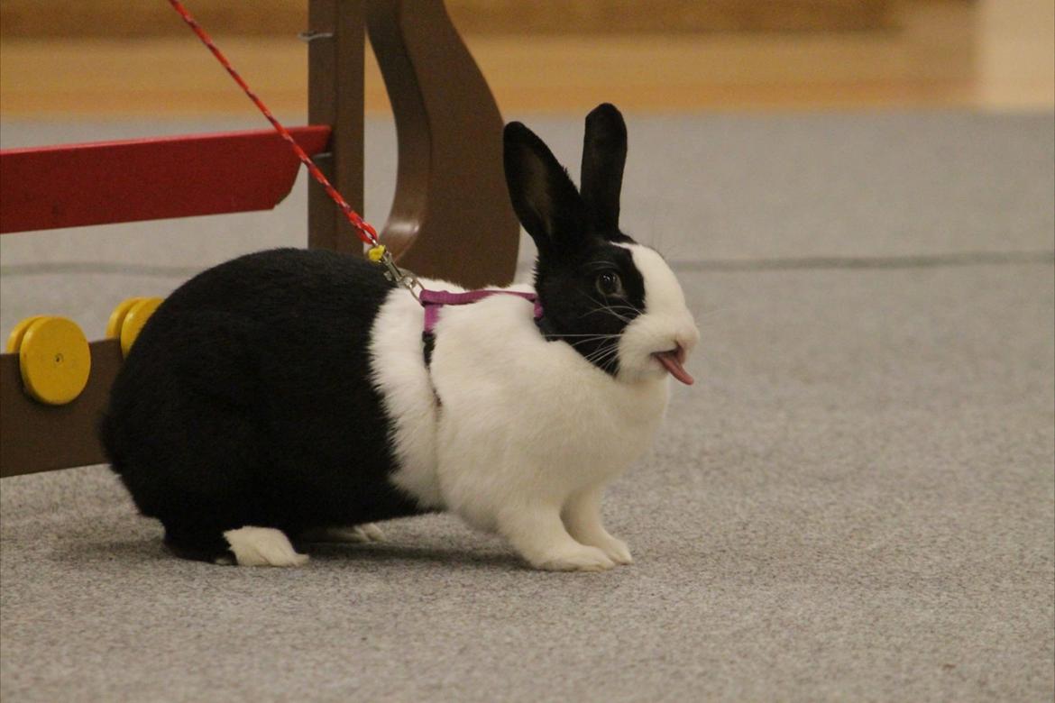 Kanin Surprise Chiaka - Række tunge efter et spring. :p Nustrup 2012. billede 15