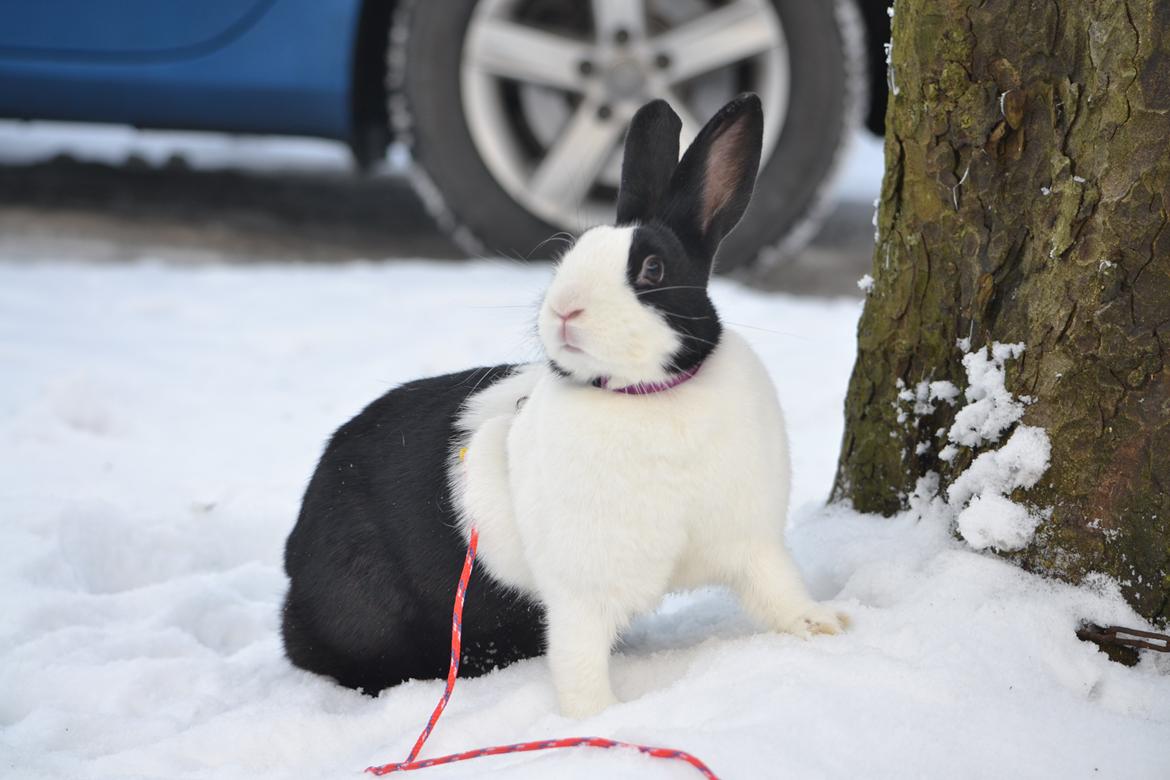 Kanin Surprise Chiaka - December 2012. ♥ billede 16