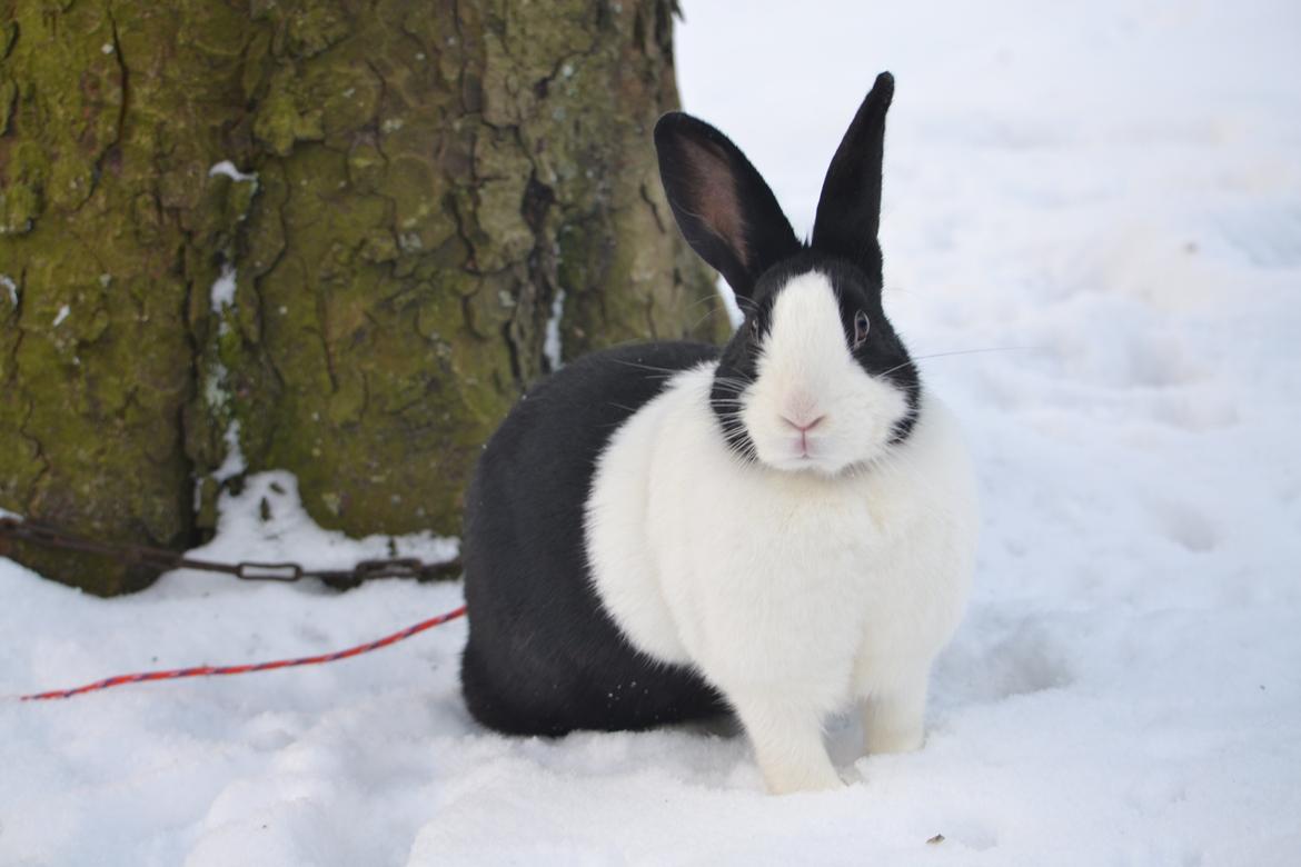 Kanin Surprise Chiaka - ,, Hvaae, hvad har du gang i? :-D" December 2012. billede 18