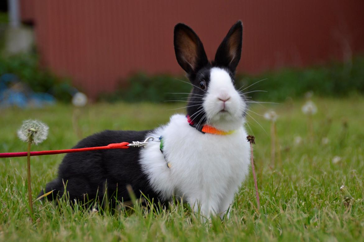 Kanin Surprise Chiaka billede 19