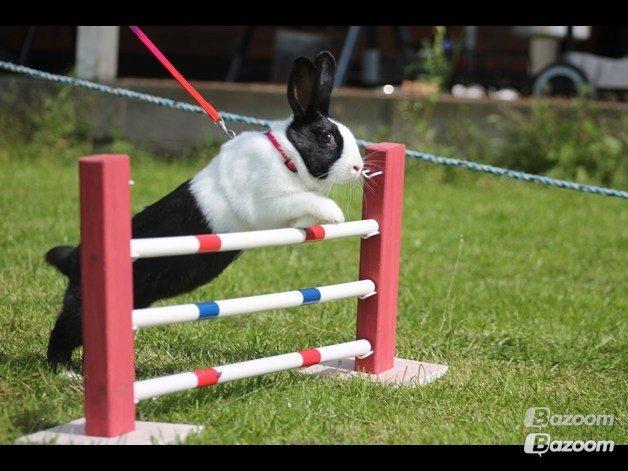 Kanin Surprise Chiaka - Første gang hun hopper andre steder end hjemme .. :) 
Sommer 2012 billede 20